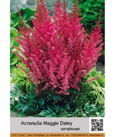 Астильба китайская Maggie Daley