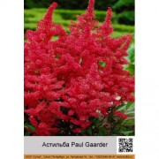 Астильба Арендса Paul Gaarder