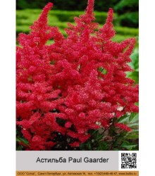 Астильба Арендса Paul Gaarder
