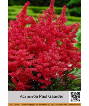 Астильба Арендса Paul Gaarder