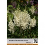 Астильба Арендса Weisse Gloria