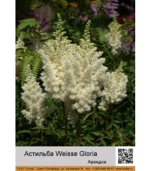 Астильба Арендса Weisse Gloria