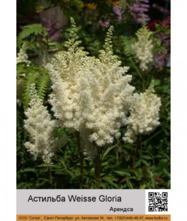 Астильба Арендса Weisse Gloria