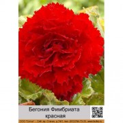 Бегония Фимбриата красная
