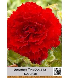Бегония Фимбриата красная Бегония Фимбриата красная