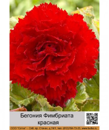 Бегония Фимбриата красная
