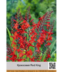 Крокосмия Red King