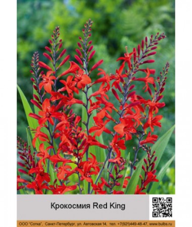 Крокосмия Red King