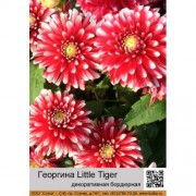 Георгина декоративная бордюрная Little Tiger