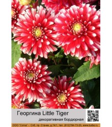 Георгина декоративная бордюрная Little Tiger Георгина декоративная бордюрная Little Tiger