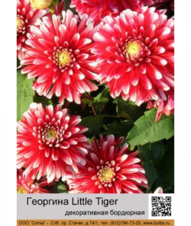 Георгина декоративная бордюрная Little Tiger