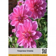 Георгина декоративная Onesta