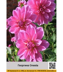 Георгина декоративная Onesta Георгина декоративная Onesta