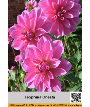Георгина декоративная Onesta