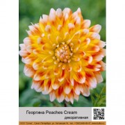Георгина декоративная Peaches_Cream Георгина декоративная Peaches_Cream
