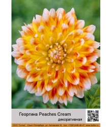 Георгина декоративная Peaches_Cream Георгина декоративная Peaches_Cream