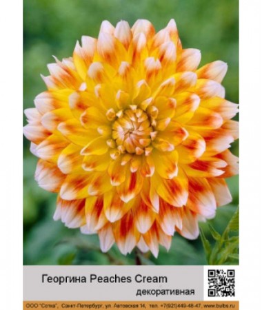 Георгина декоративная Peaches_Cream
