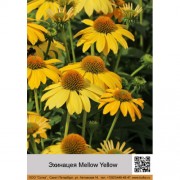 Эхинацея Mellow Yellow