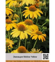 Эхинацея Mellow Yellow