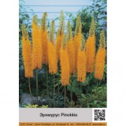 Эремурус Pinokkio