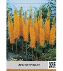Эремурус Pinokkio