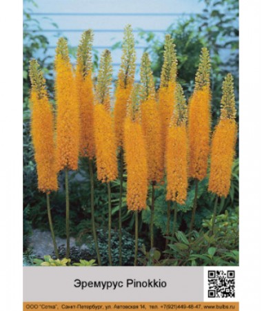 Эремурус Pinokkio