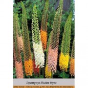 Эремурус Ruiter Hybr