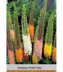 Эремурус Ruiter Hybr