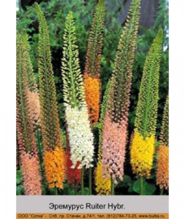 Эремурус Ruiter Hybr