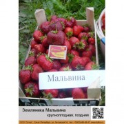 Земляника Мальвина