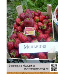 Земляника Мальвина