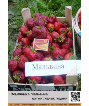 Земляника Мальвина