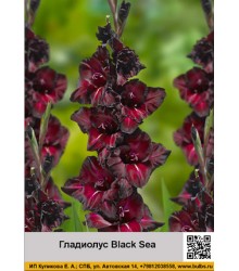 Гладиолус Black Sea