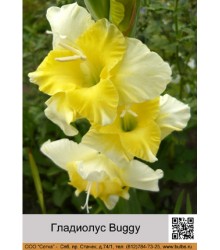Гладиолус Buggy