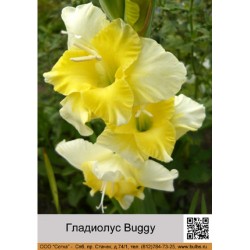 Гладиолус Buggy