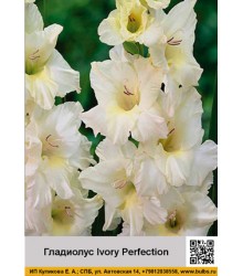 Гладиолус Ivory Perfection