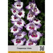 Гладиолус Vista