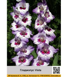 Гладиолус Vista