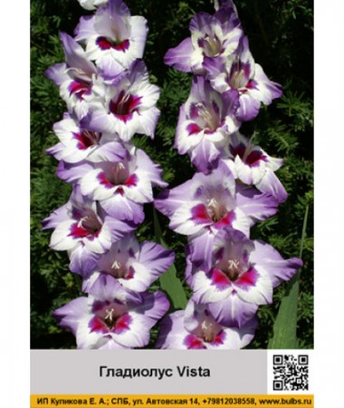 Гладиолус Vista