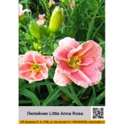 Лилейник Little Anna Rosa