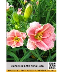Лилейник Little Anna Rosa Лилейник Little Anna Rosa