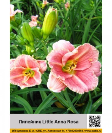 Лилейник Little Anna Rosa