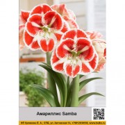 Амариллис Samba