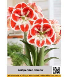 Амариллис Samba Амариллис Samba