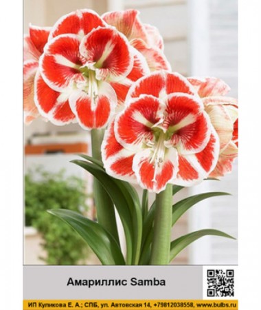 Амариллис Samba