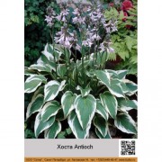 Хоста Antioch