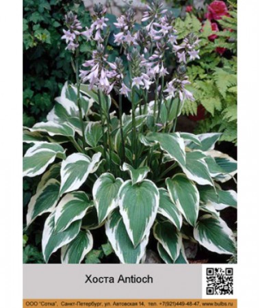 Хоста Antioch