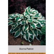 Хоста Patriot