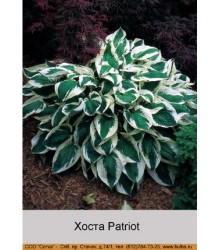 Хоста Patriot