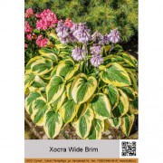 Хоста Wide Brim